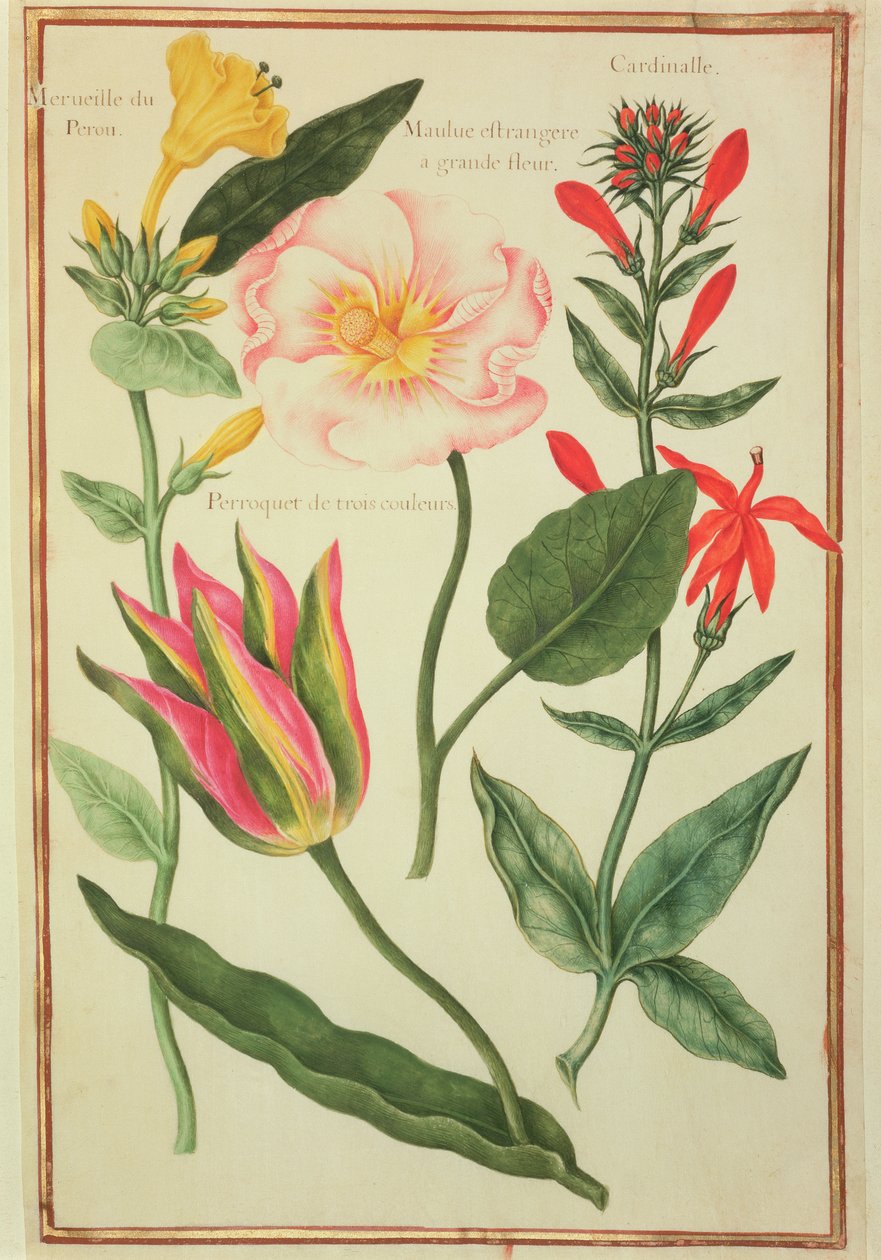 PD.109-1973.f41 Études de fleurs (aquarelle sur vélin) - Nicolas Robert