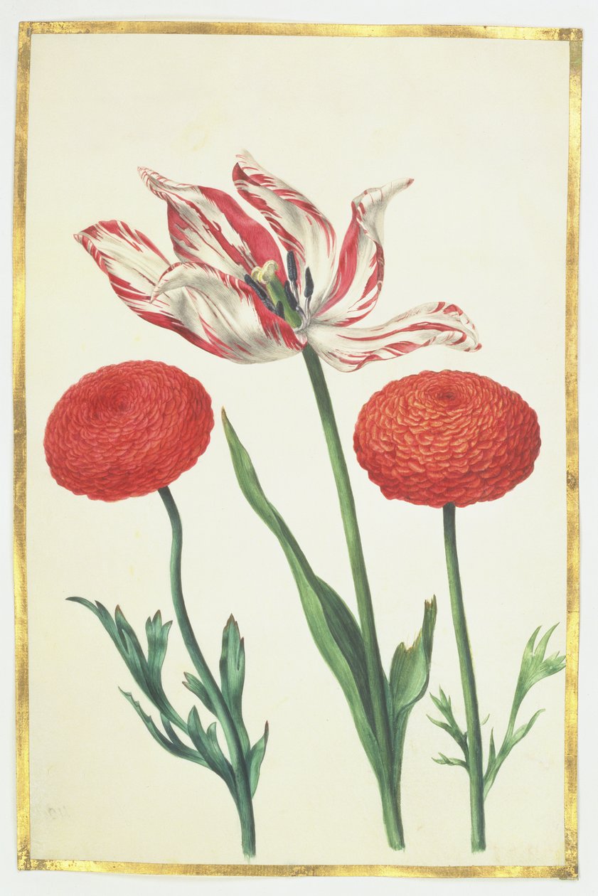 Tulipe et dahlias, c.1675 - Nicolas Robert