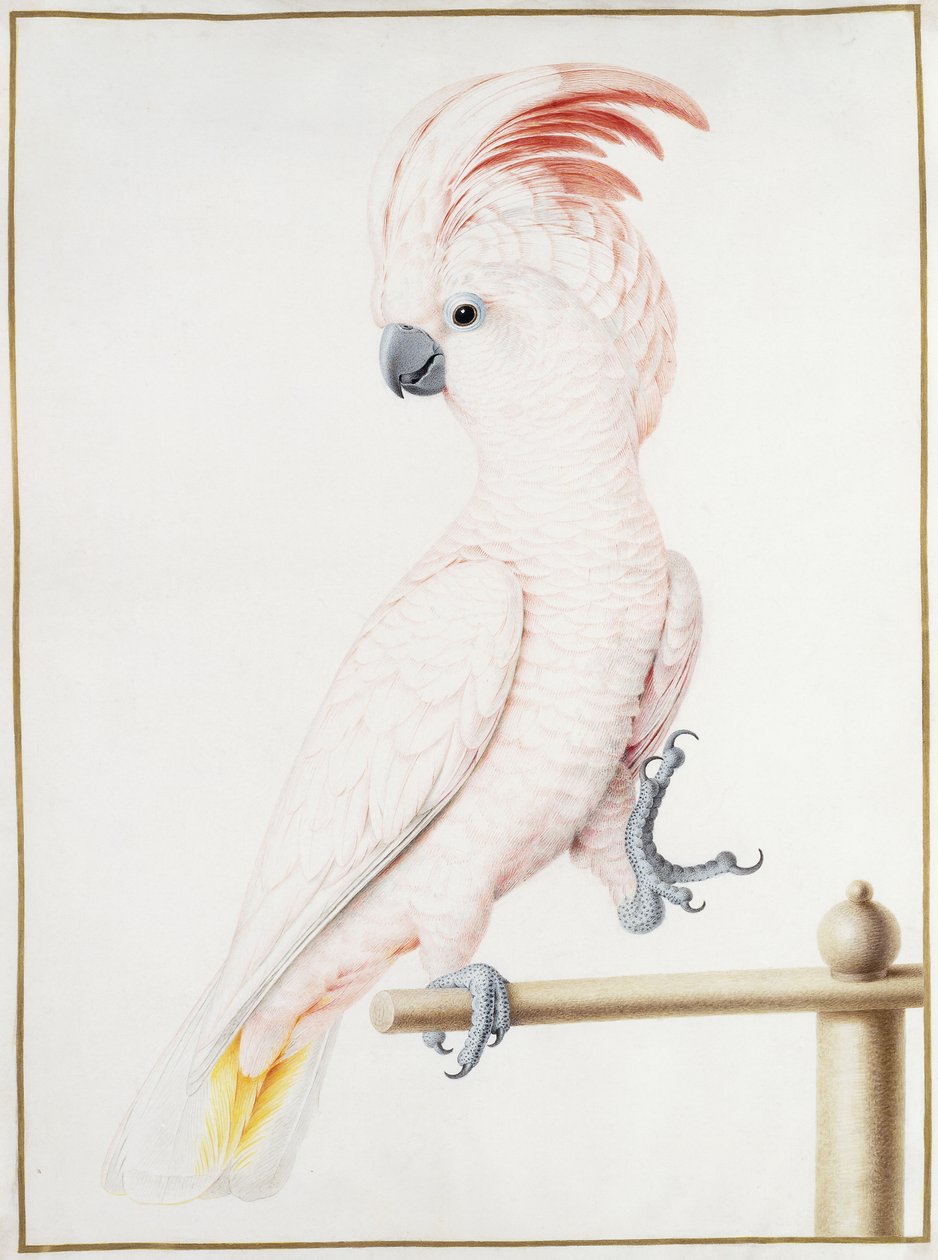Cacatoès de Major Mitchell - Nicolas Robert