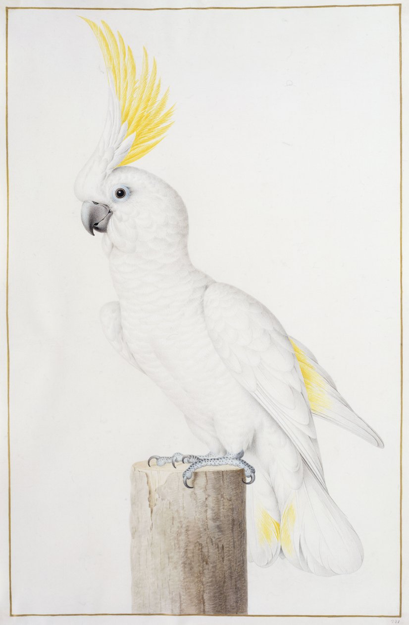 Cacatoès à huppe jaune - Nicolas Robert