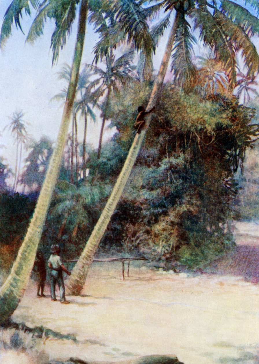 Grimper après des noix de coco vertes, 1908 - Norman Hardy