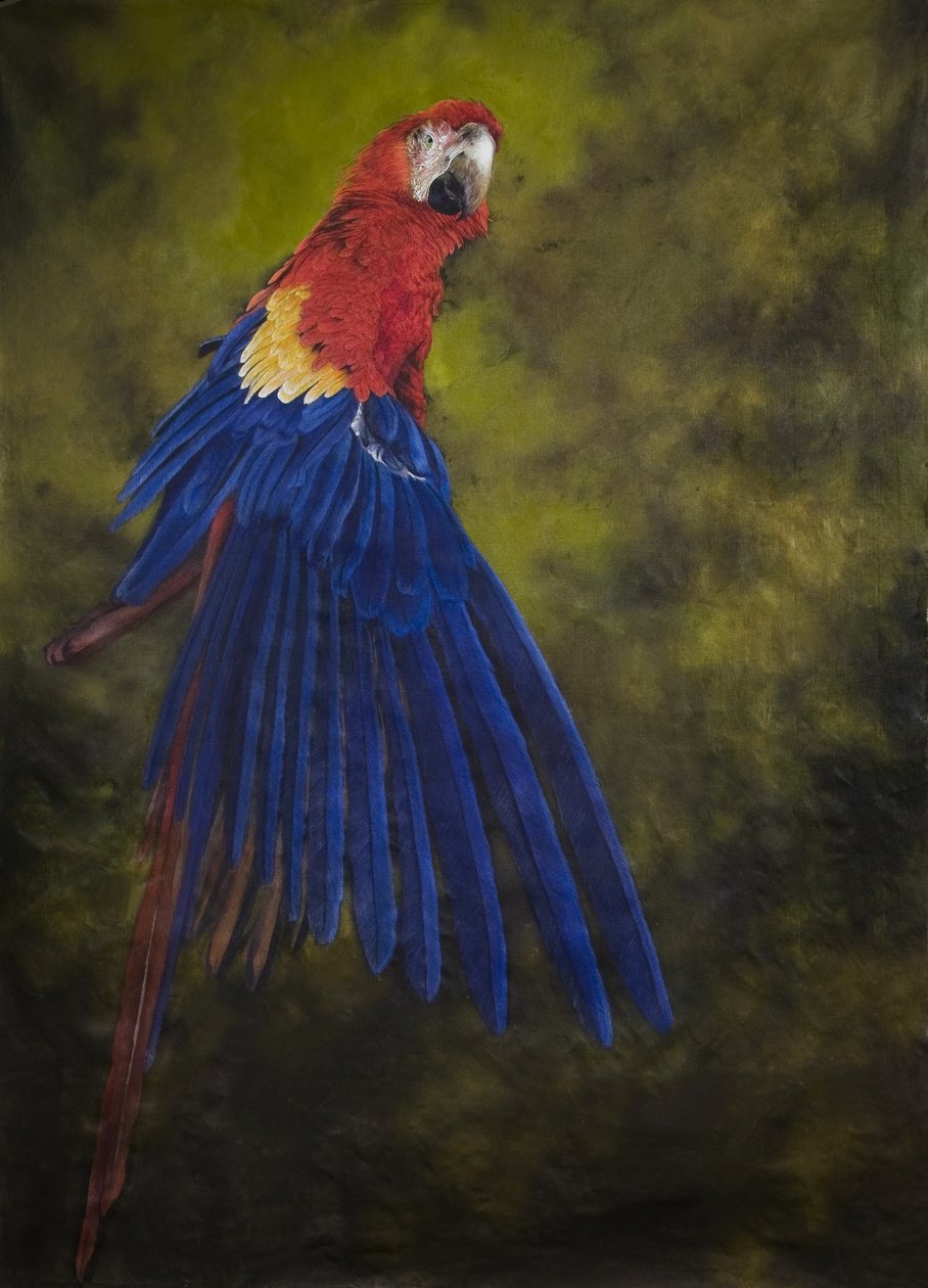 Ara écarlate 2, 2009 (acrylique sur lin) - Odile Kidd