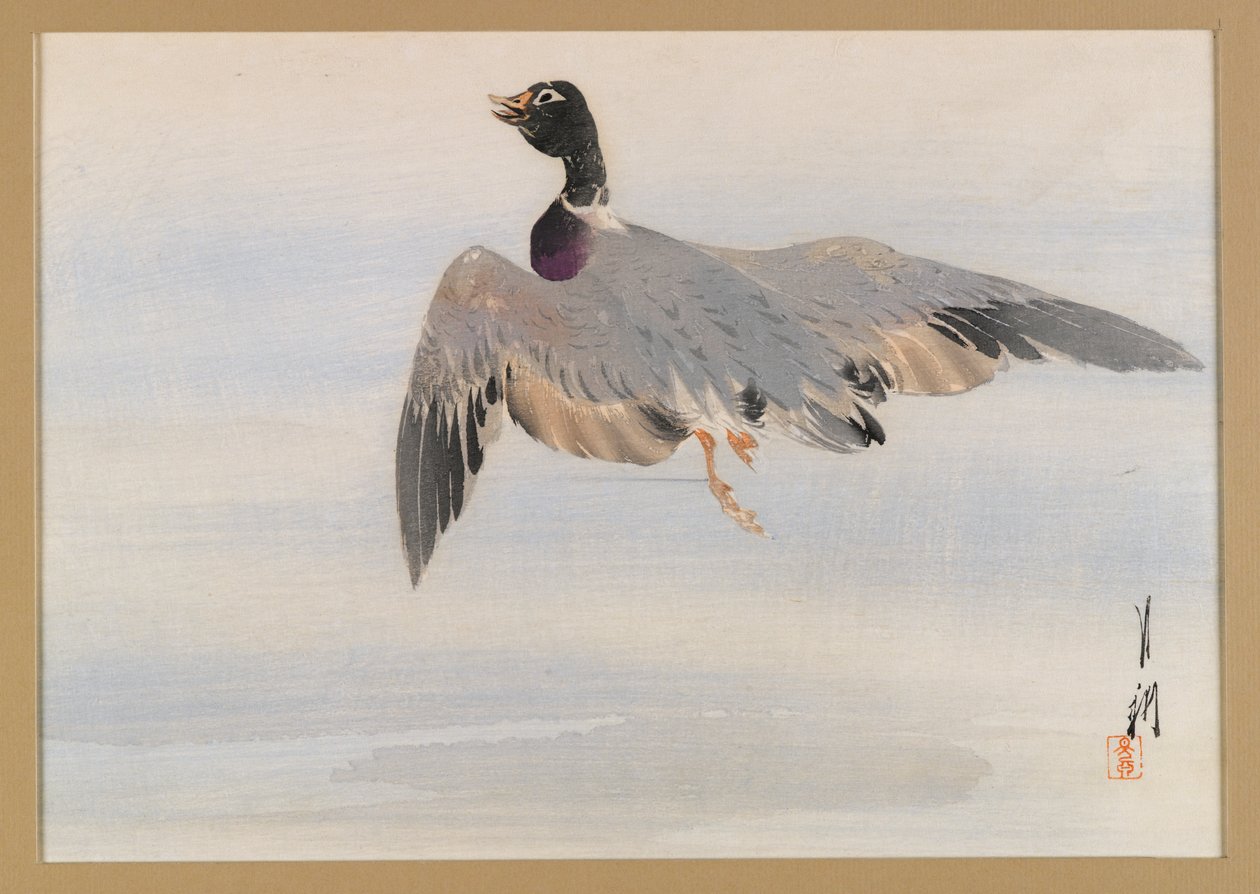 Canard sortant de l