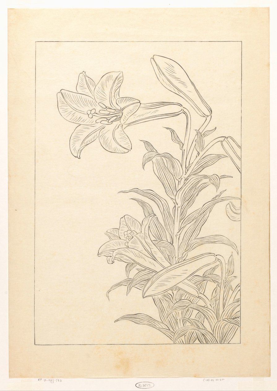 Lys - Ohara Koson