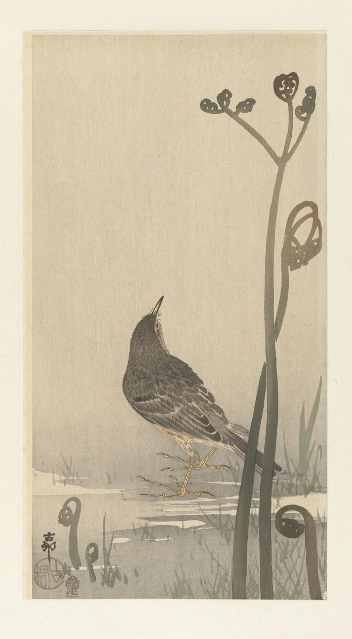 Pipit au bord de l