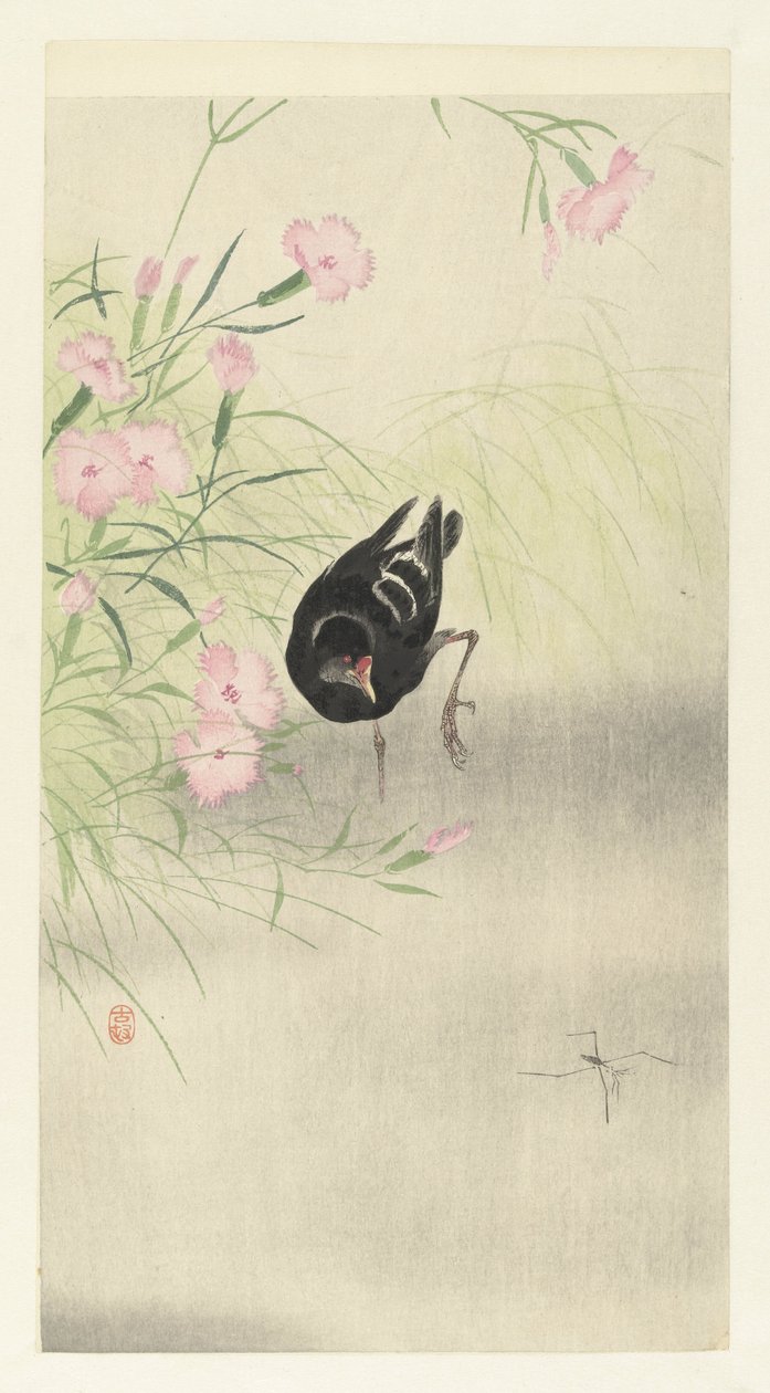 Gallinule près d