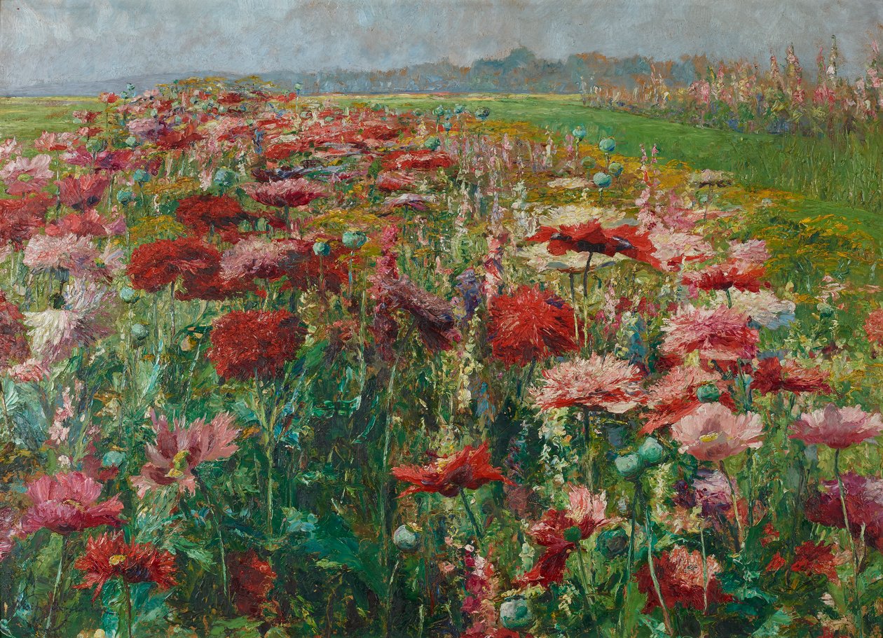 Coquelicot en fleur - Olga Wisinger Florian