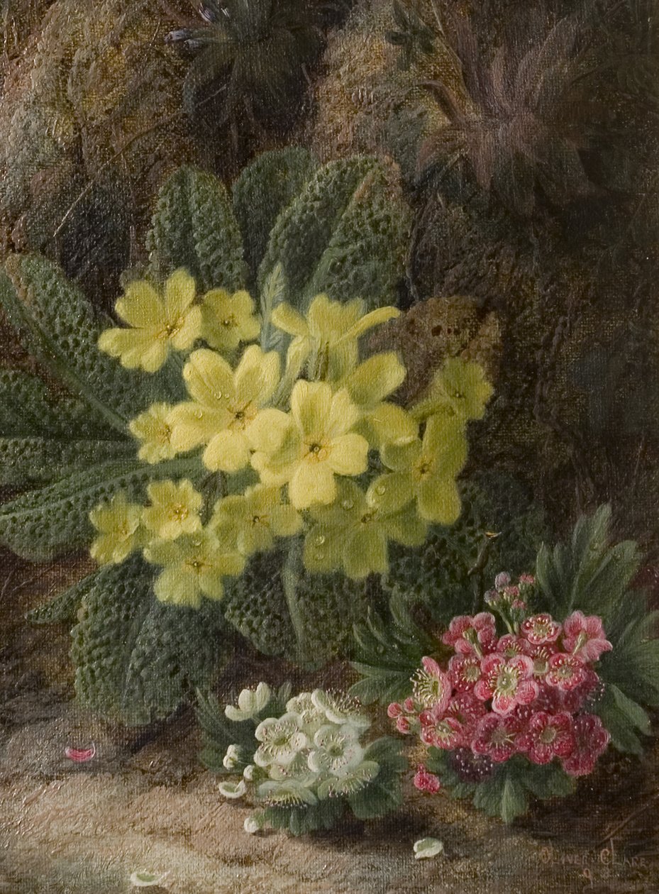 Primevères, 1893 - Oliver Clare