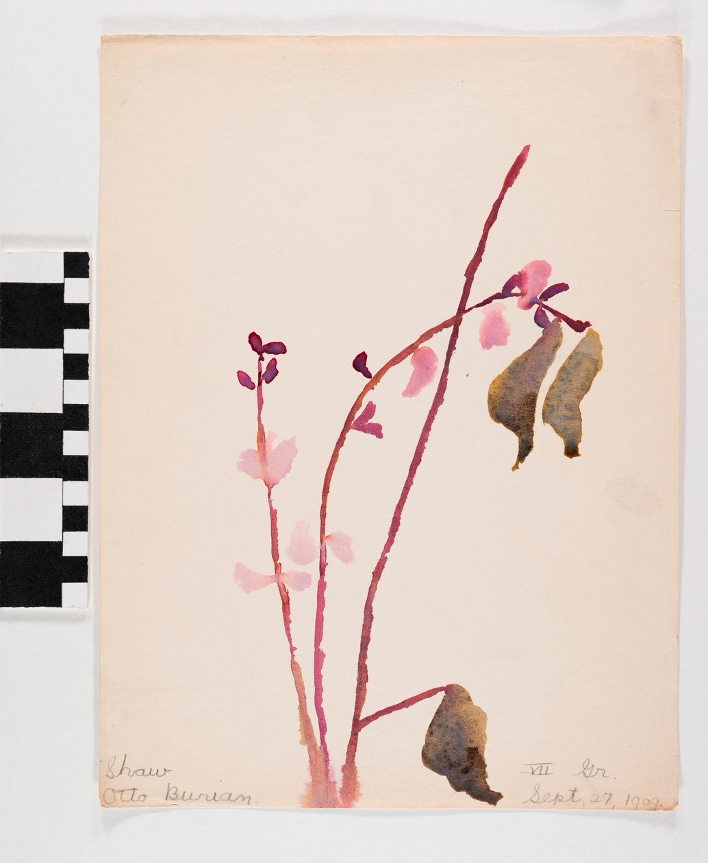 Aquarelle sur papier de fleurs rosées avec des tiges brunes - Otto Burian