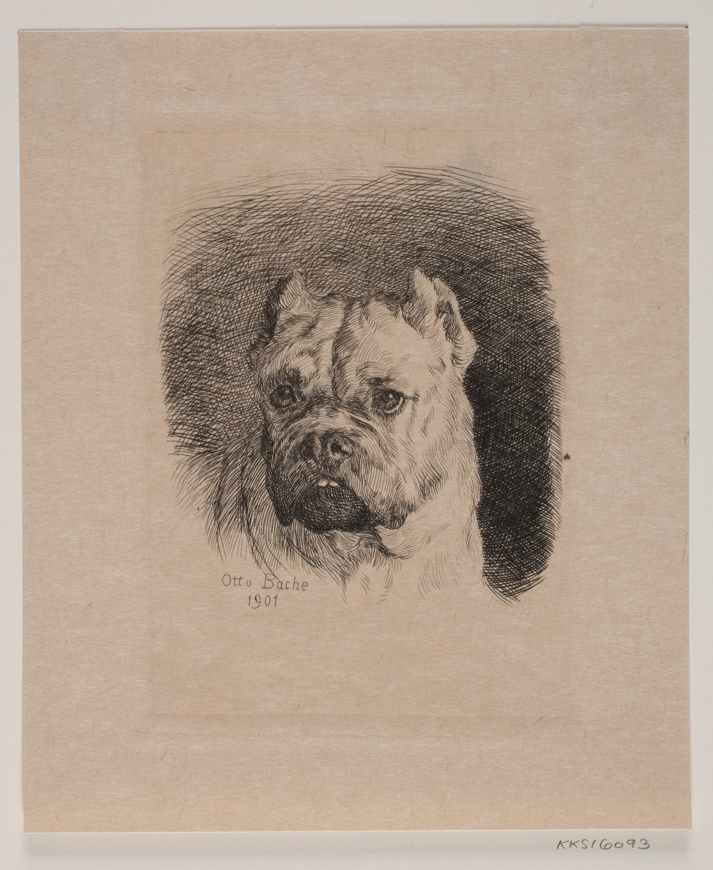 Une tête de chien - Otto Bache