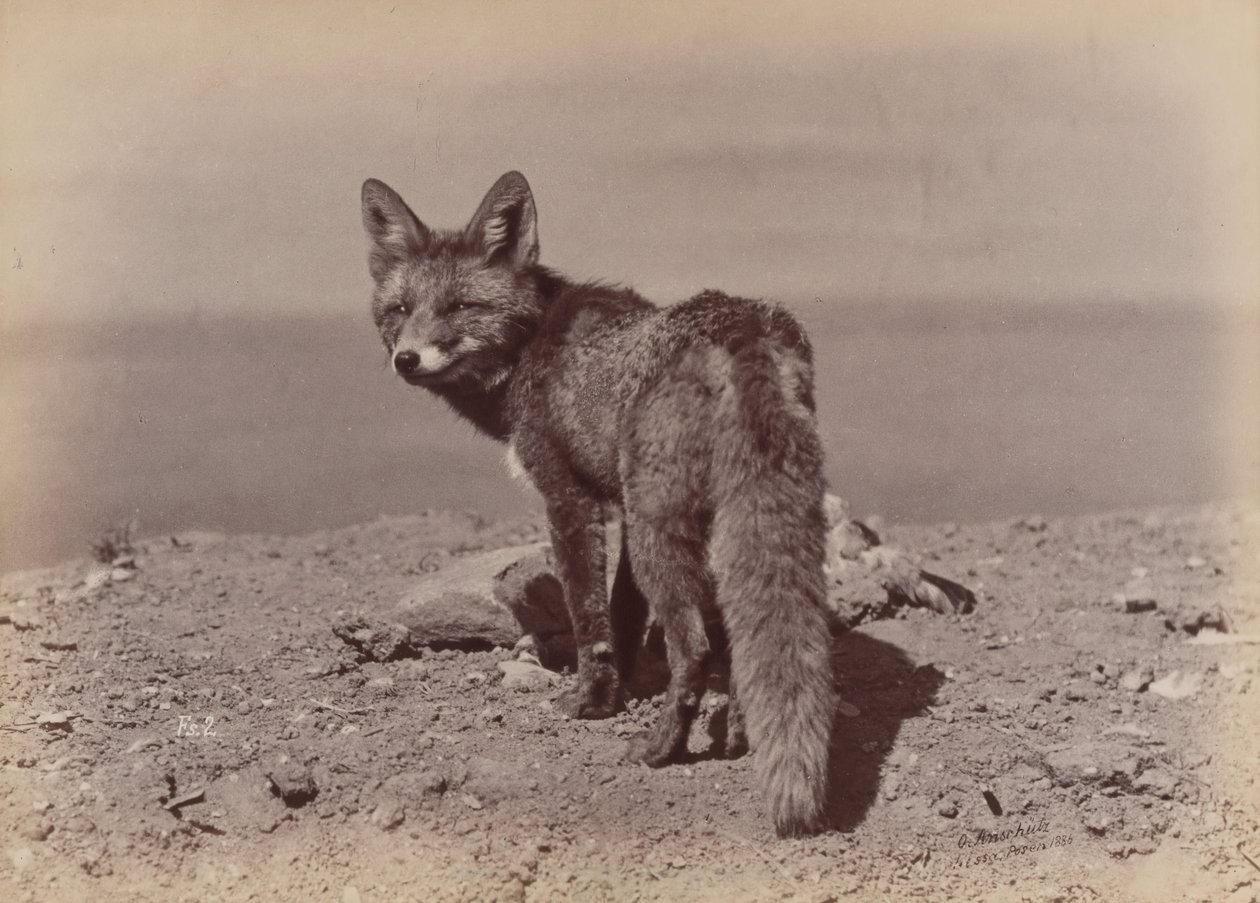 [Renard], 1886 - Ottomar Anschütz