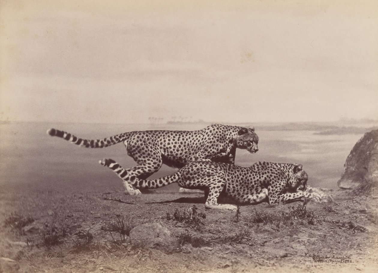 [Deux guépards], 1888 - Ottomar Anschütz