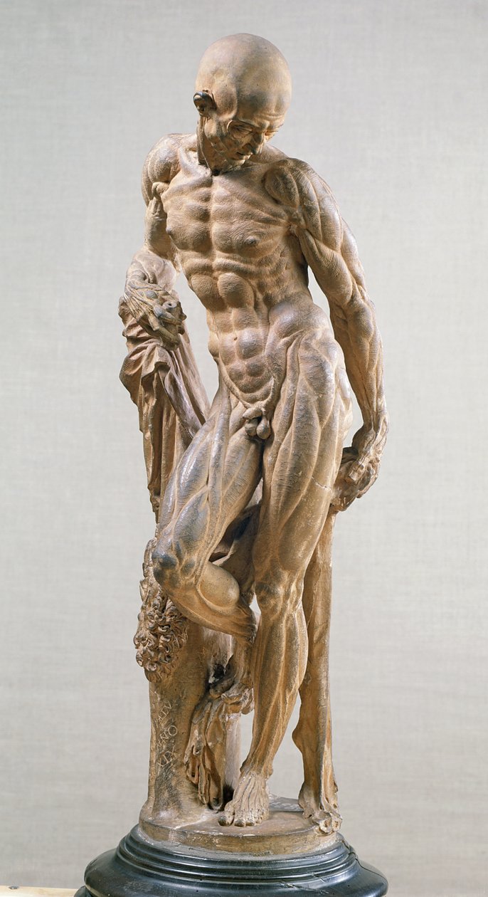 Homme musclé, 1569 - Paludanus
