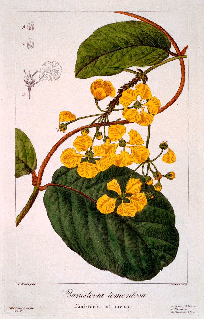 Banisteria : B. tormentosa, pub. 1836 - Panacre Bessa