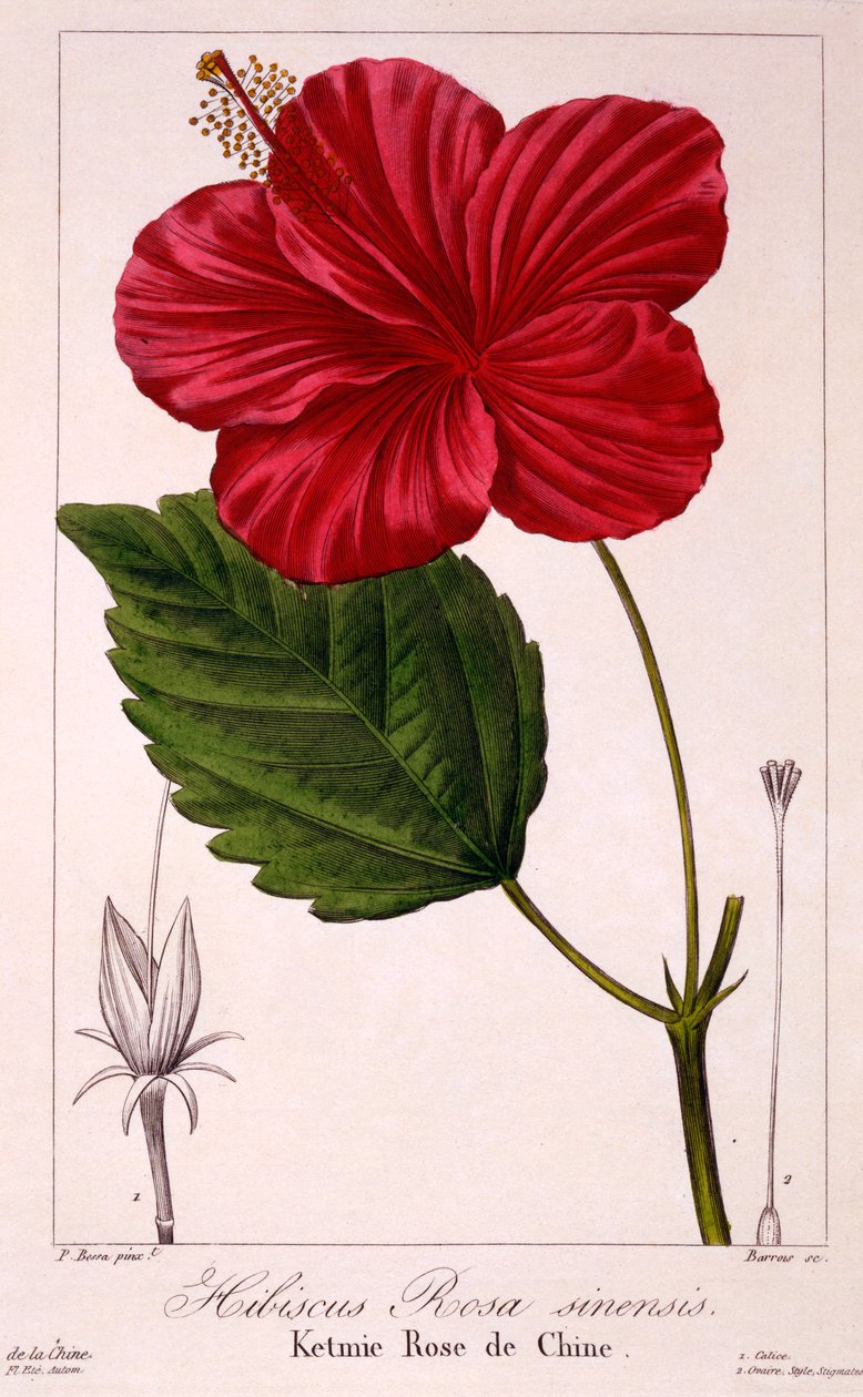 Hibiscus: H. rosa-sinensis, pub. 1836 - Panacre Bessa