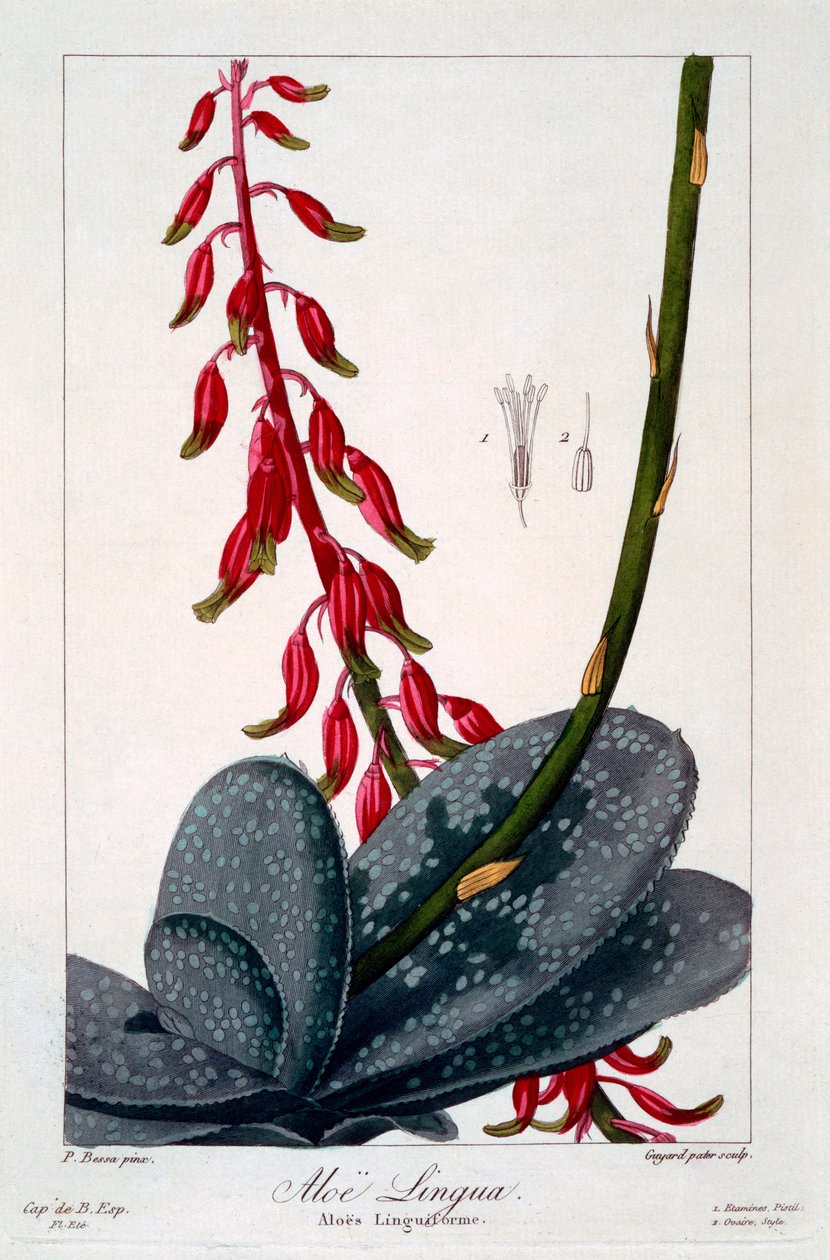 Aloe lingua, 1836 (gravure coloriée à la main) - Pancrace Bessa