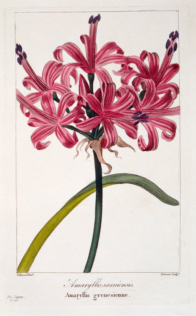 Amaryllis sarniensis, 1836 - Pancrace Bessa