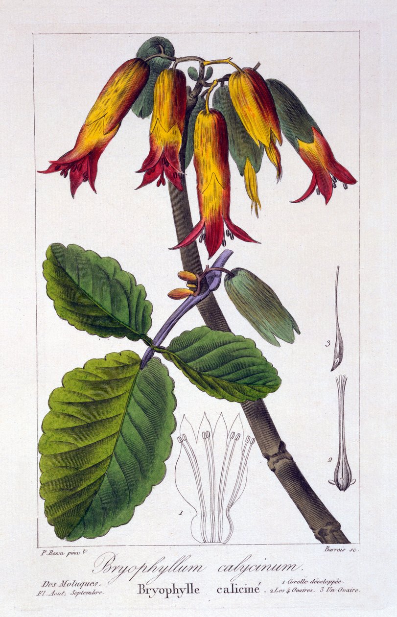 Bryophyllum calycinum, ou Kalanchoe pinnata, 1836 - Pancrace Bessa