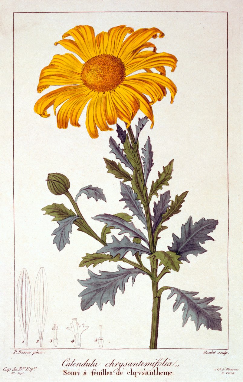 Calendula officinalis, ou souci des jardins, 1836 - Pancrace Bessa