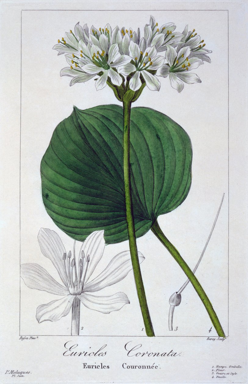 Euricles coronata, 1836 (gravure coloriée à la main) - Pancrace Bessa
