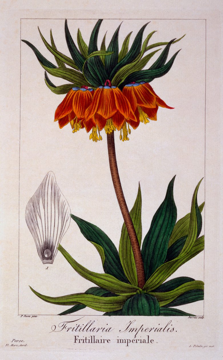 Fritillaria imperialis, 1836 (gravure coloriée à la main) - Pancrace Bessa