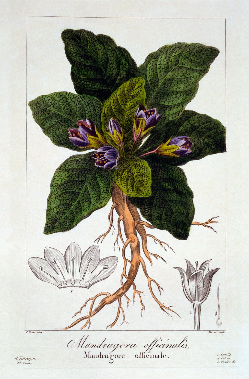 Mandragora officinarum, 1836 - Pancrace Bessa