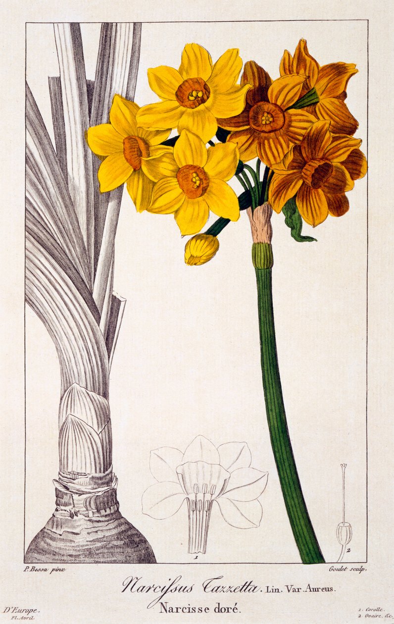 Narcissus tazetta, 1836 (gravure coloriée à la main) - Pancrace Bessa