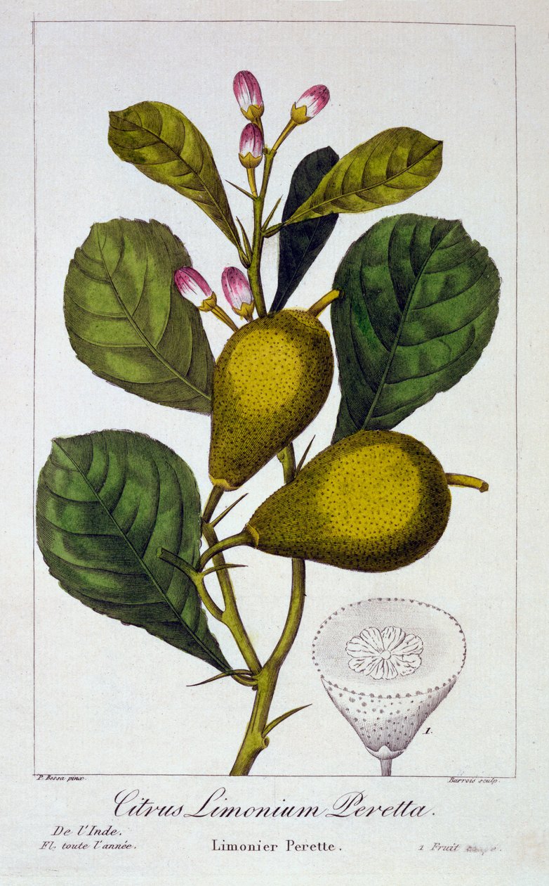 Citron Peretta, 1836 (gravure coloriée à la main) - Pancrace Bessa