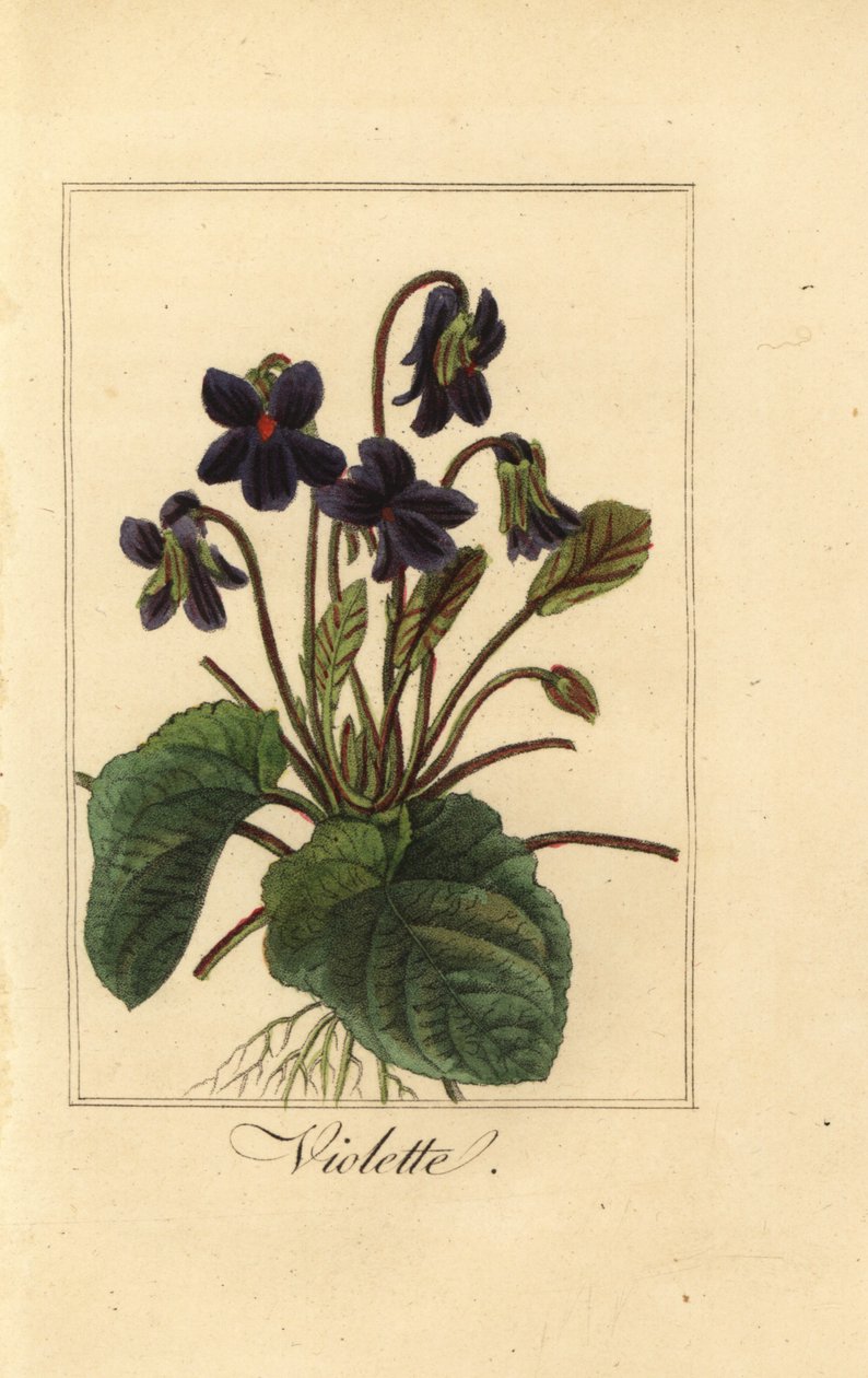 Violette odorante, Viola odorata - Pancrace (after) Bessa