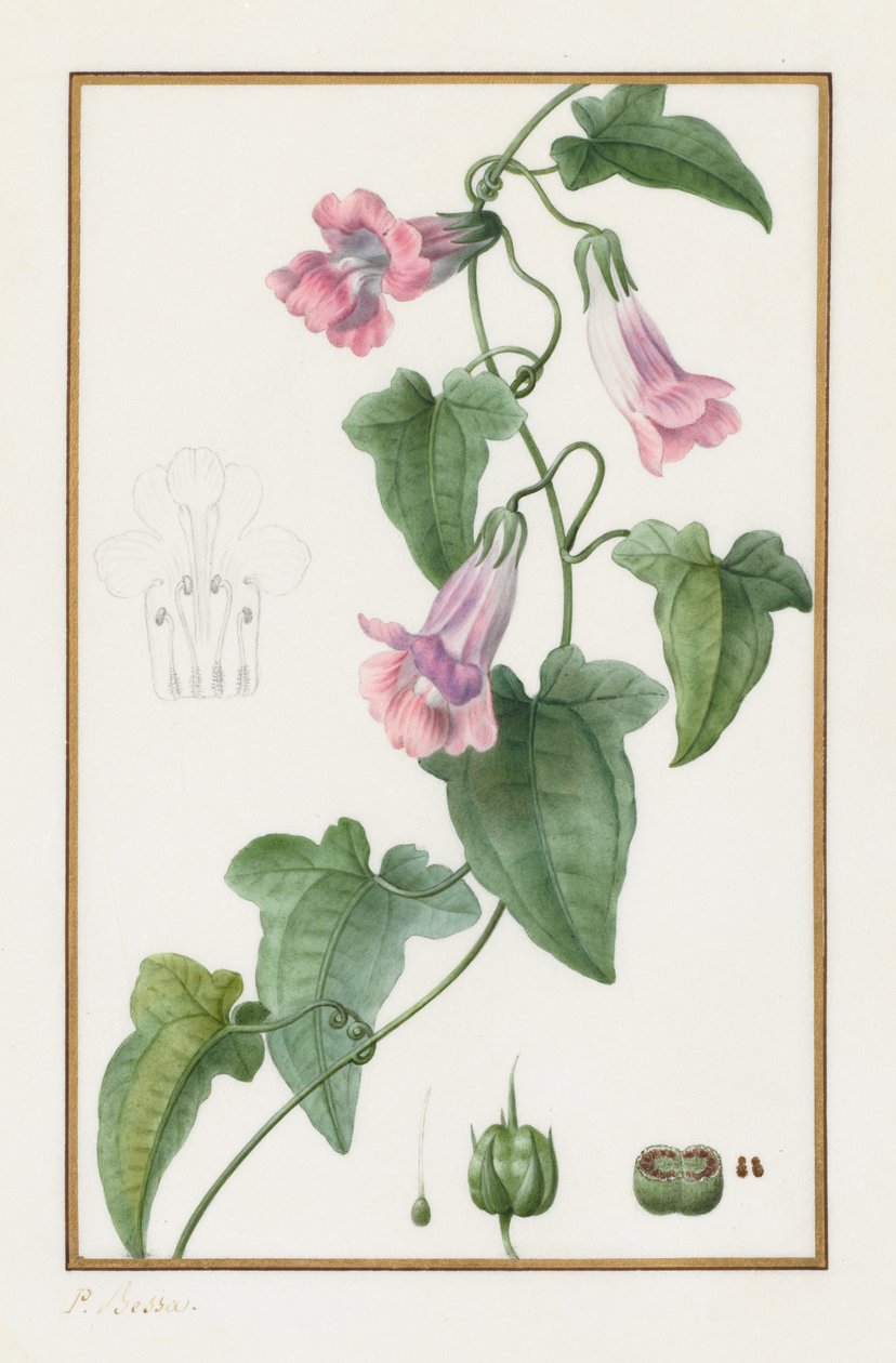 Botanique : Maurandia semperflorens, 1836 - Pancrace Bessa