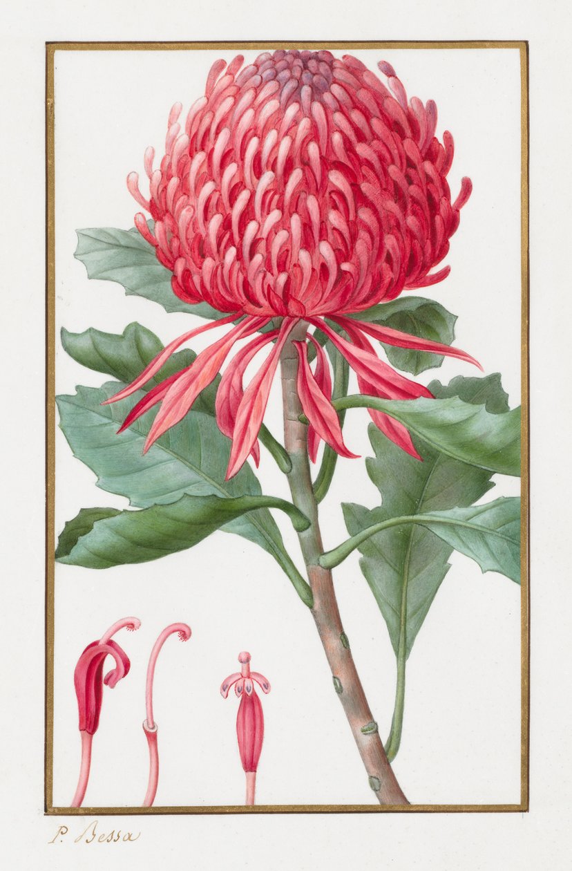 Sans titre, 1828-1835 - Pancrace Bessa