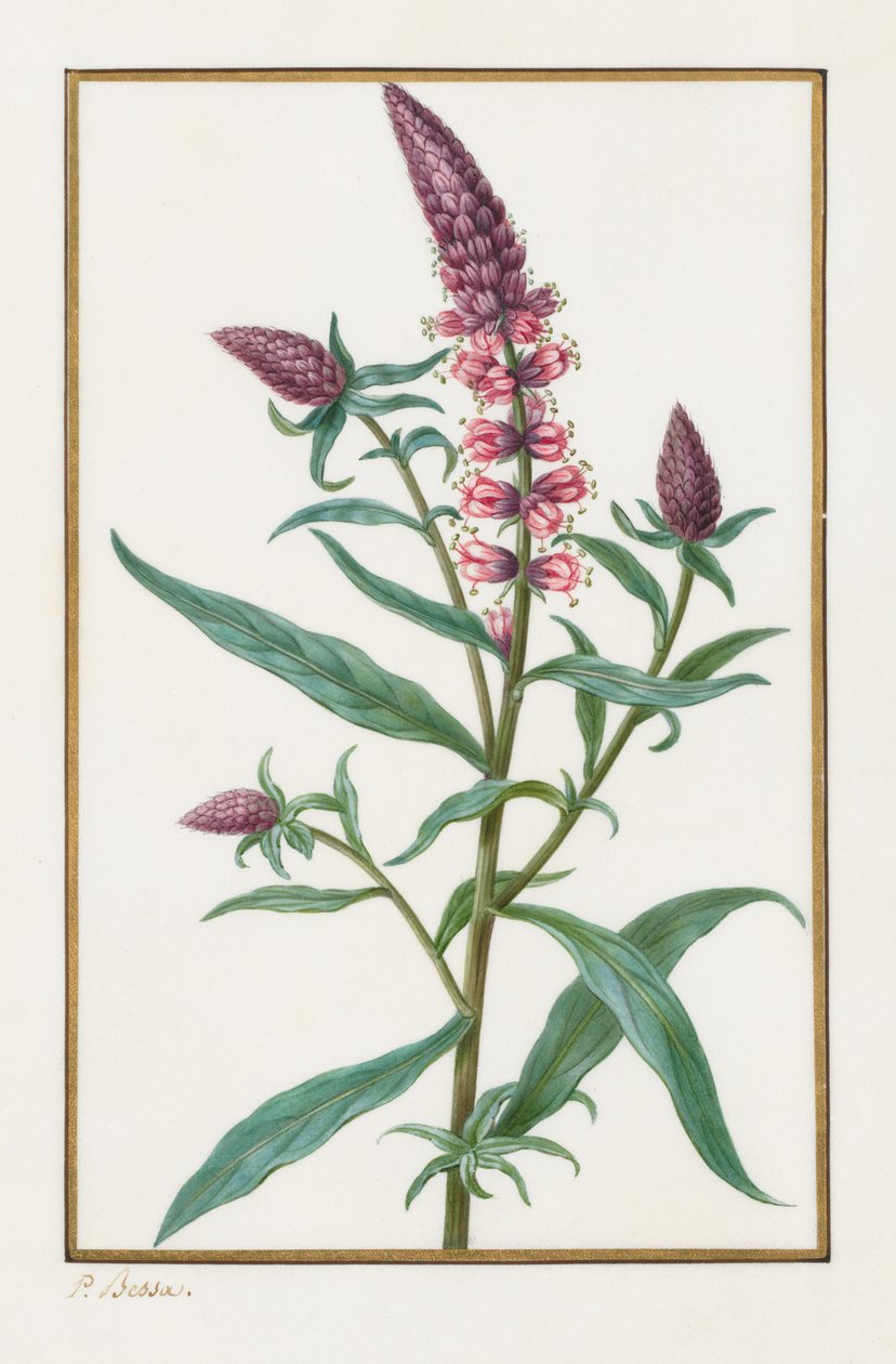 Sans titre, 1828-1835 - Pancrace Bessa