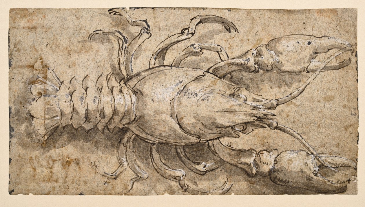 Écrevisse (recto) - Parmigianino