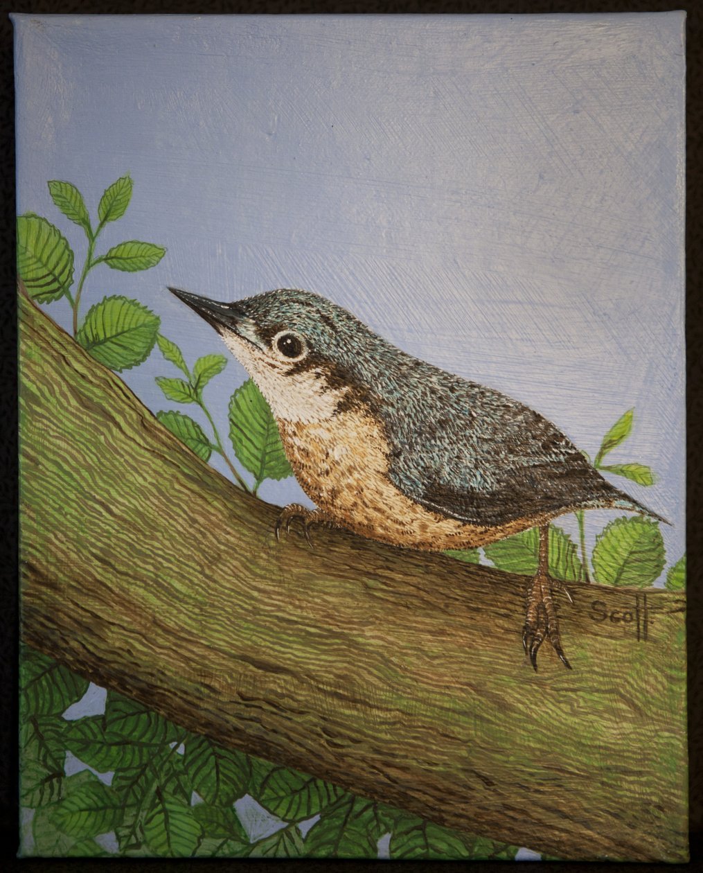 Sittelle, 2016 - Pat Scott