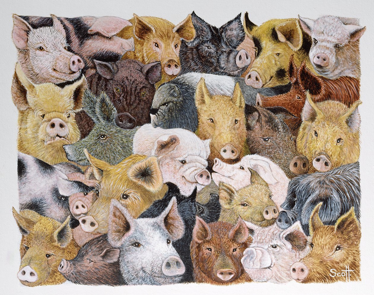 Pigs Galore (acrylique sur calicot) - Pat Scott