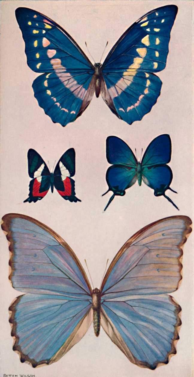 Quelques papillons de Rios, 1914 - Patten Wilson