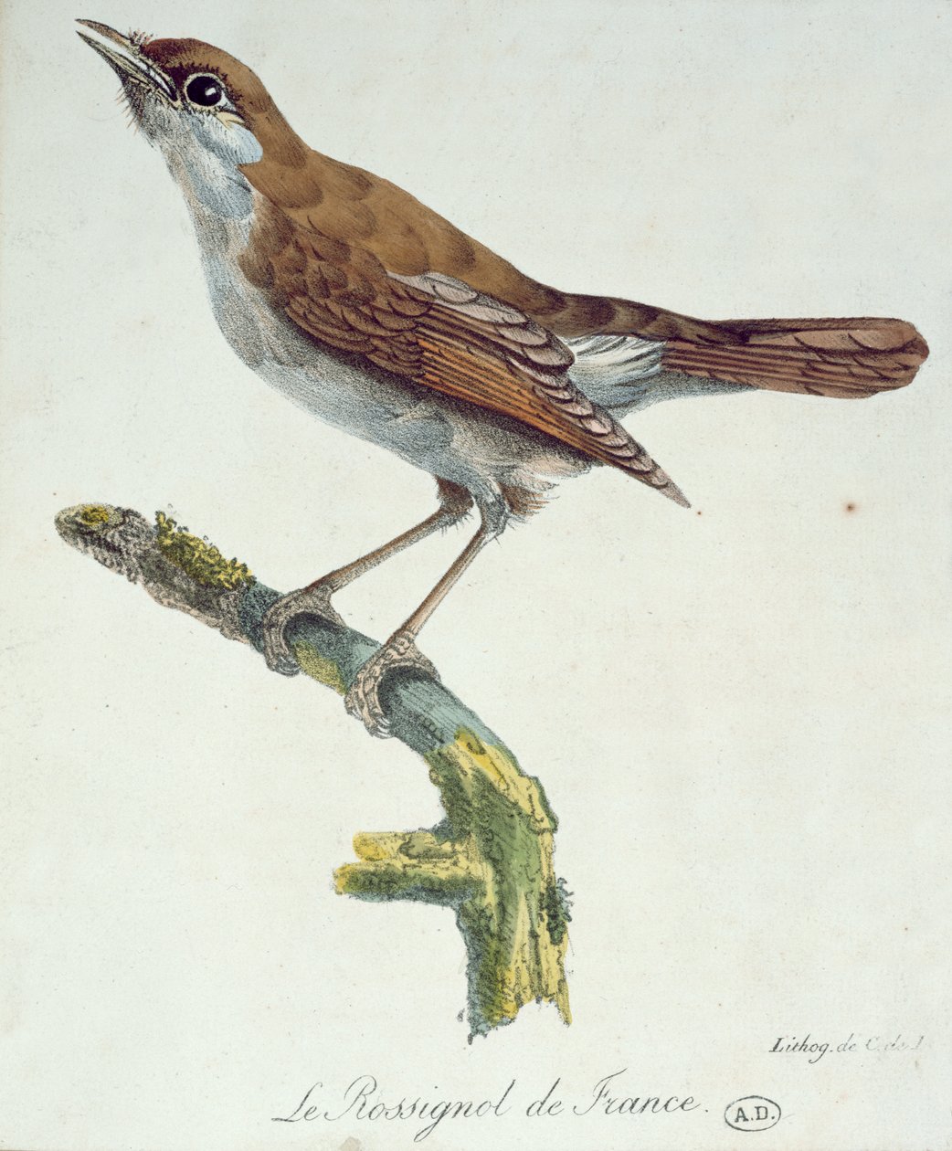 Le Rossignol de France, c.1830 - Paul Louis Oudart