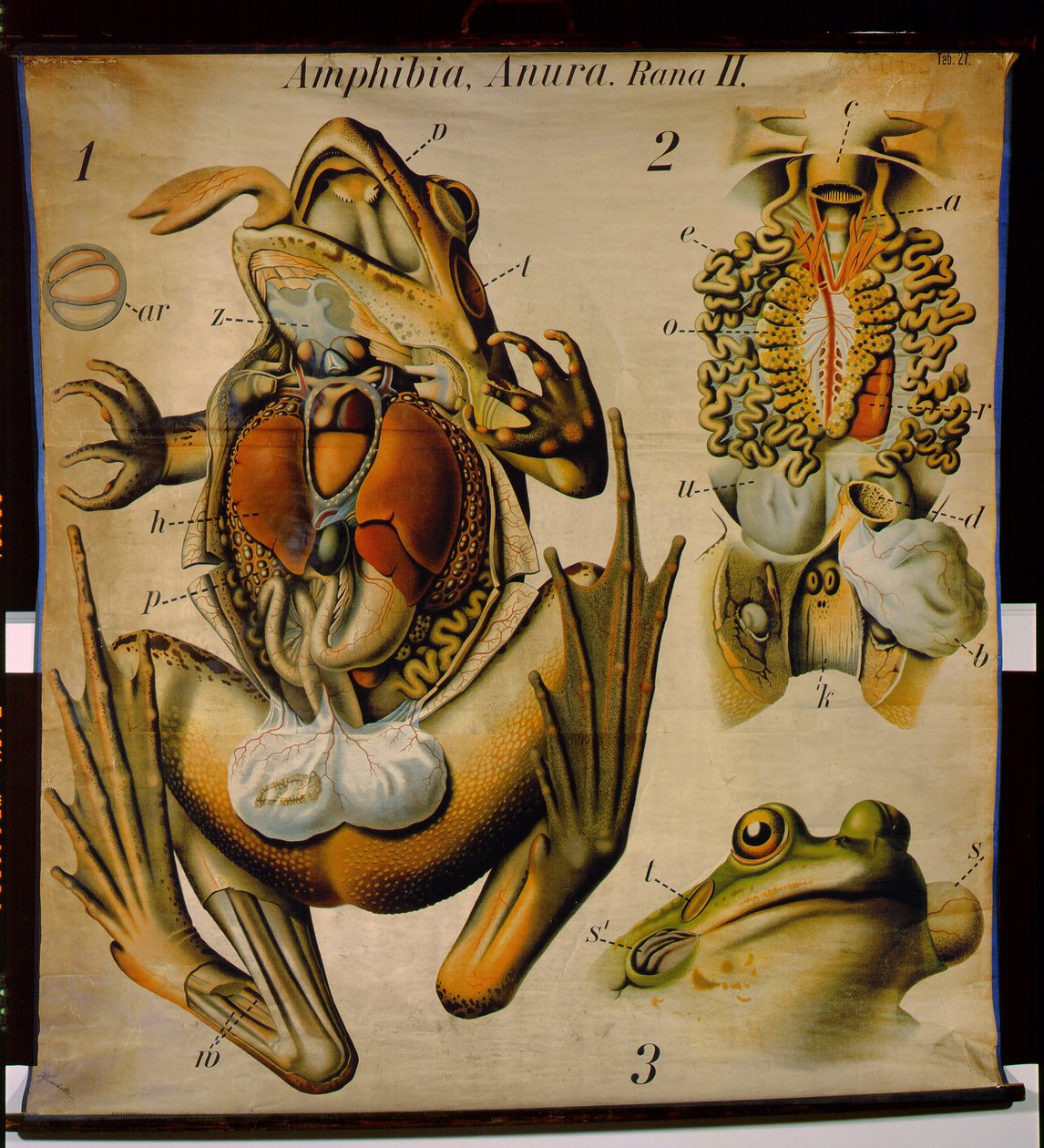 Anatomie d