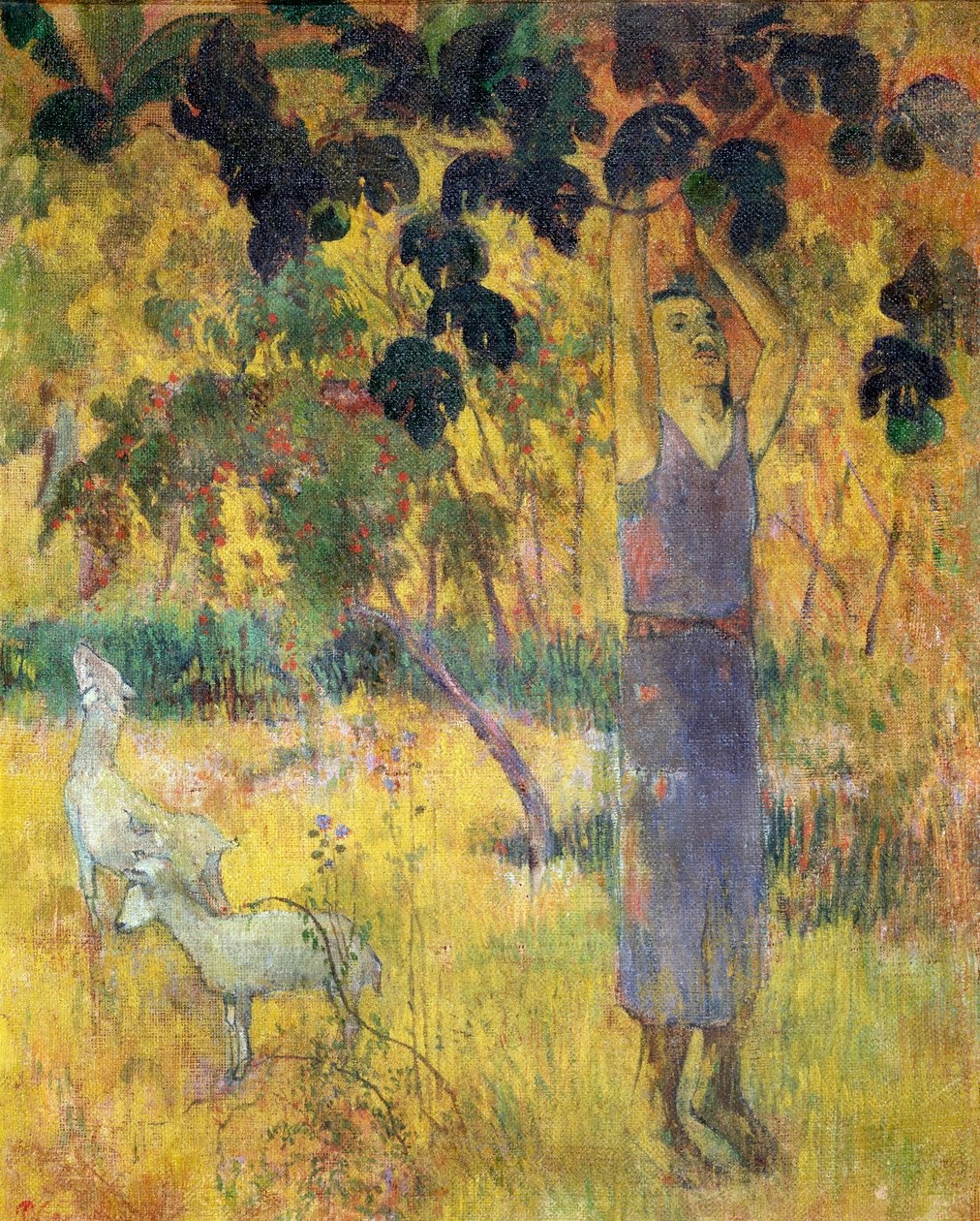 Homme cueillant des fruits d