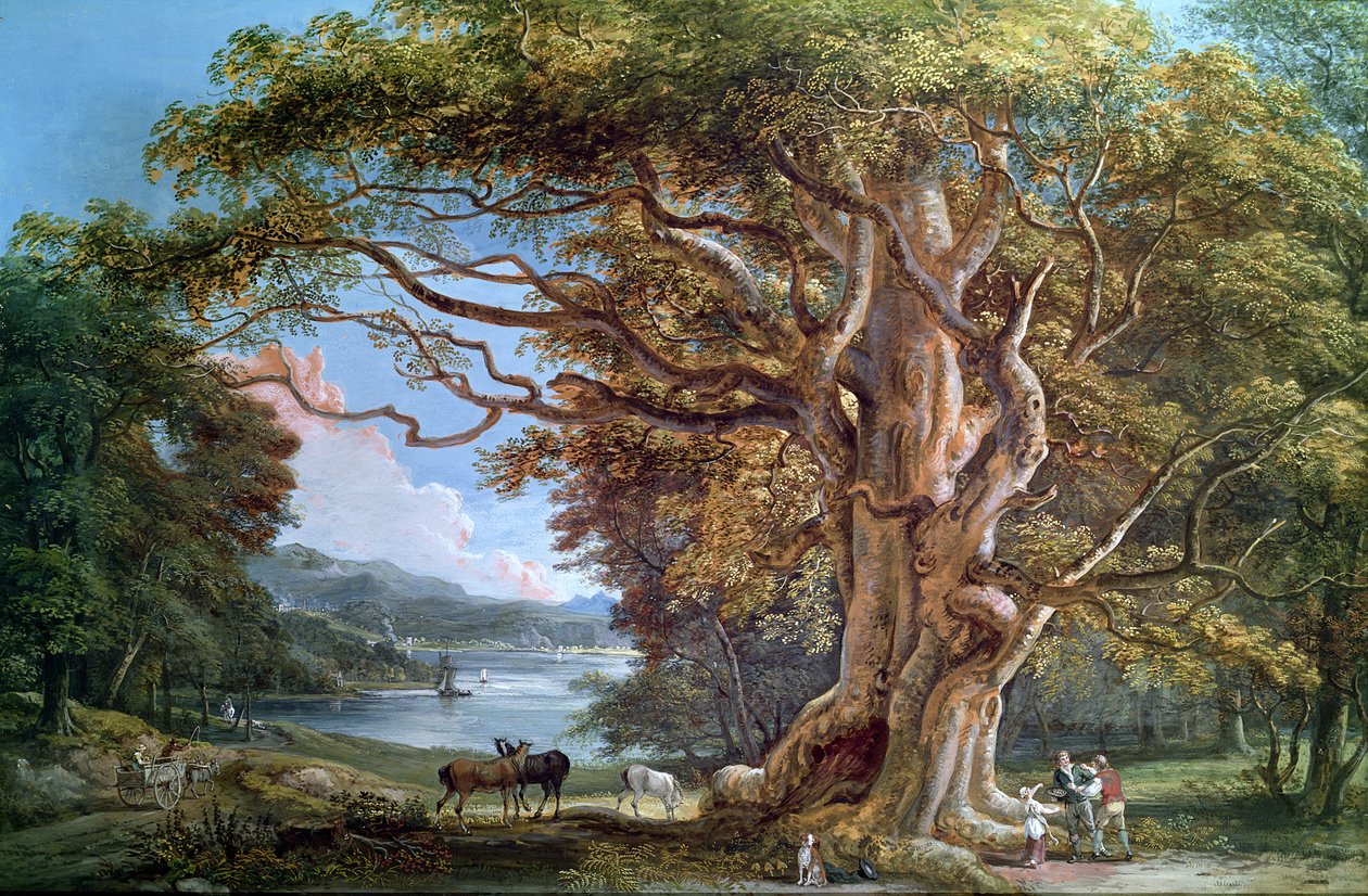 Un ancien hêtre, 1794 - Paul Sandby
