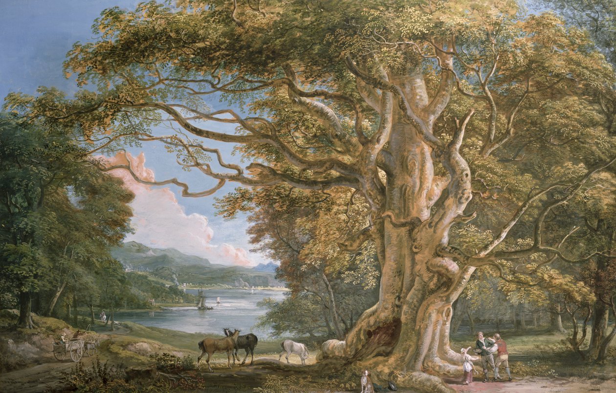 Ancien hêtre - Paul Sandby