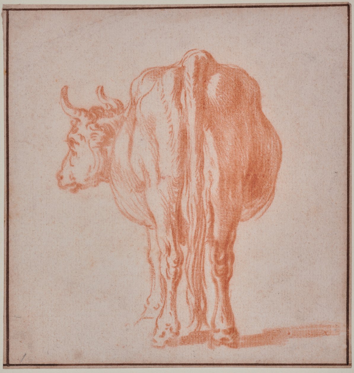 Vache (étude d