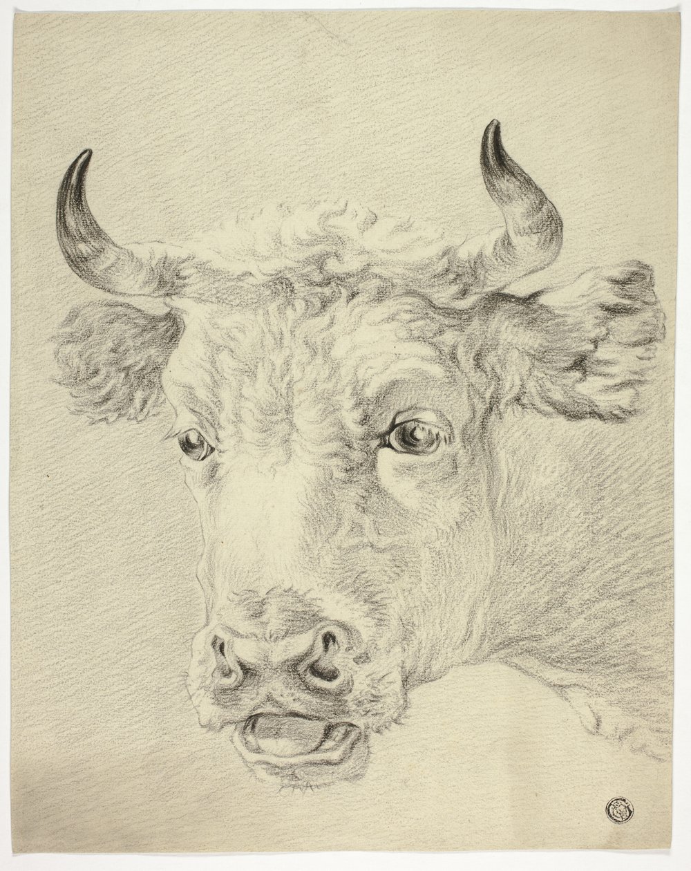 Tête de vache - Paulus Potter