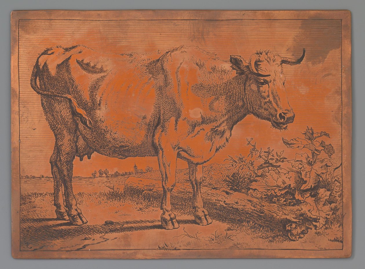 Vache - Paulus Potter