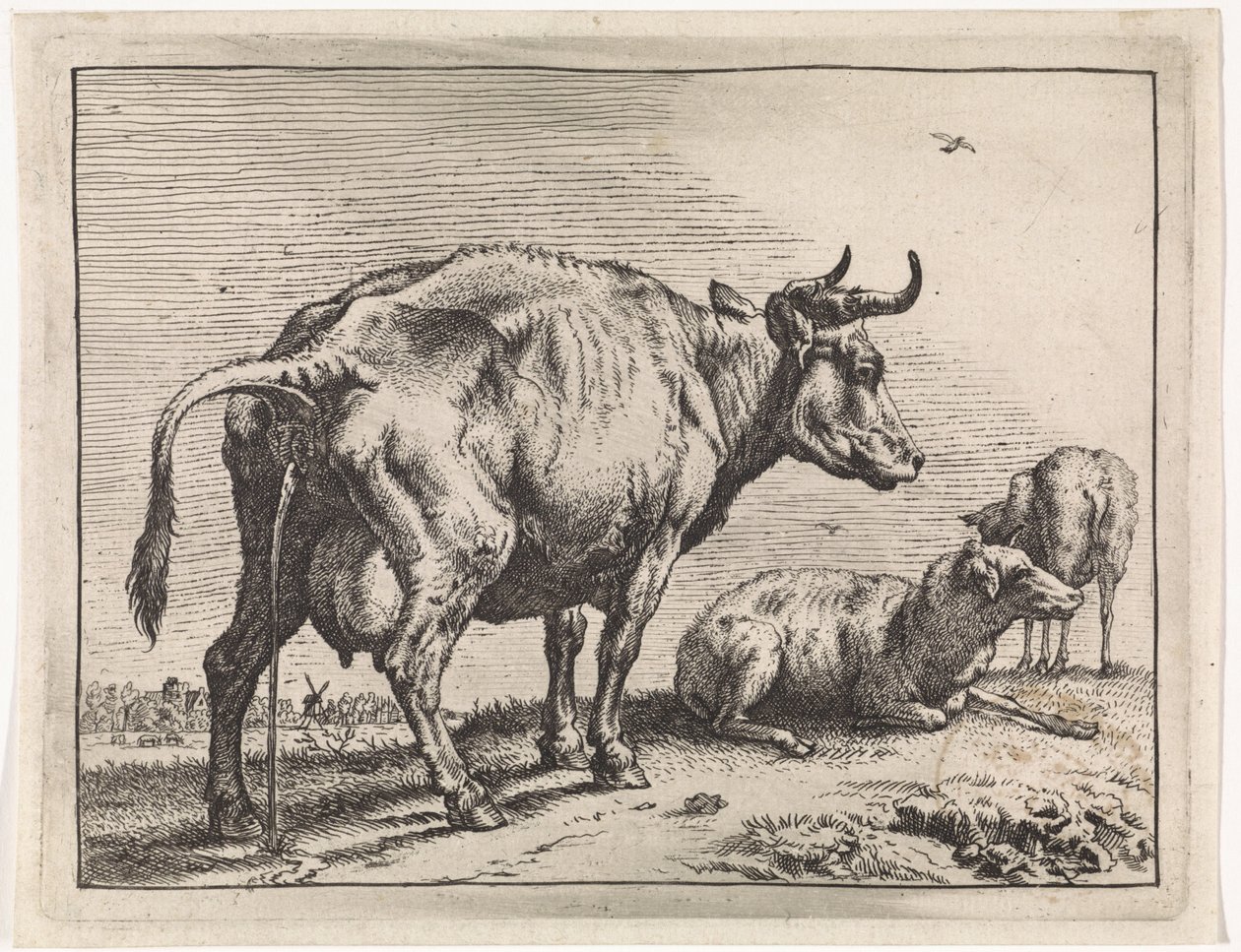 Vache urinant - Paulus Potter