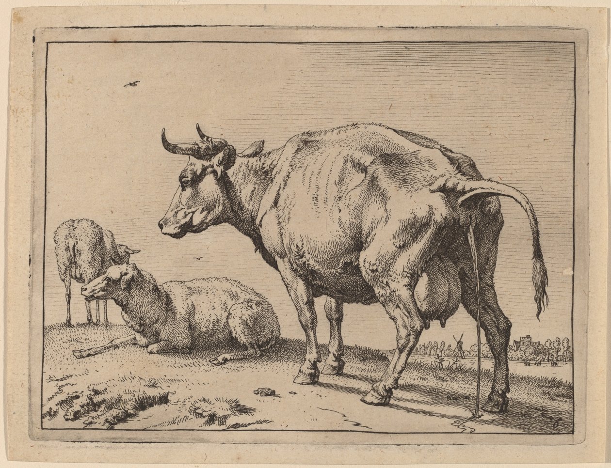 Vache urinant - Paulus Potter