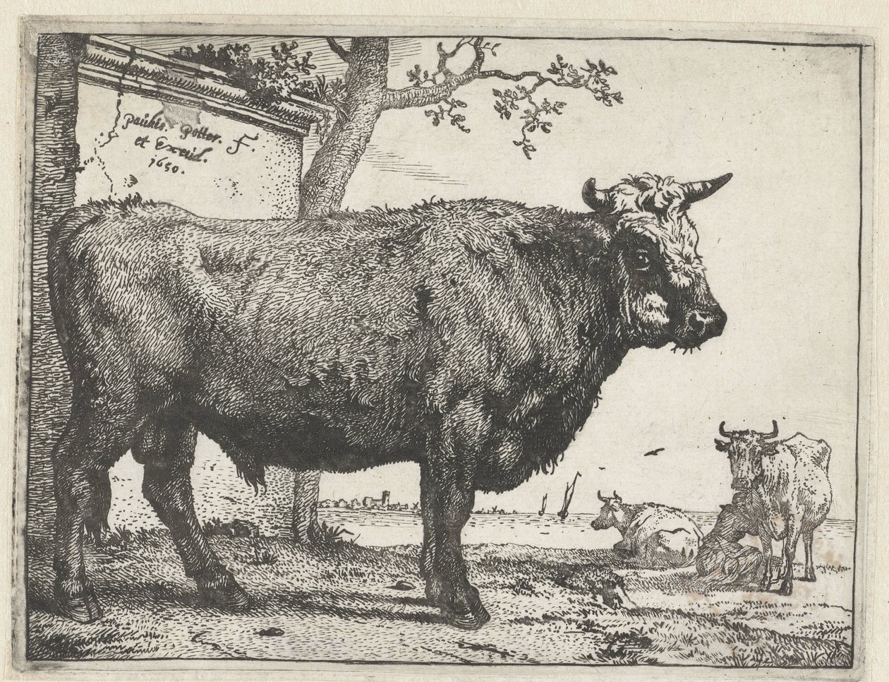 Taureau - Paulus Potter