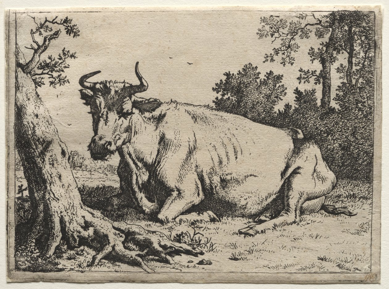 La vache couchée près d