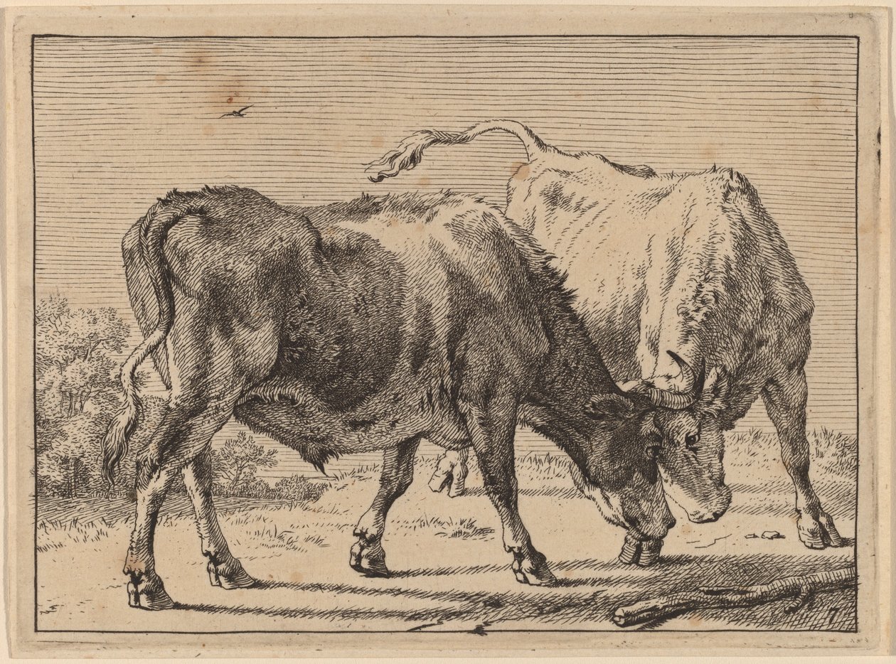 Deux bœufs se battant - Paulus Potter