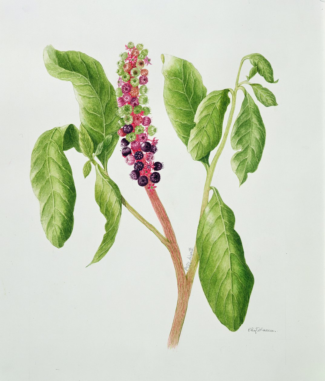 Phytolacca (aquarelle) - Peggy Wyatt